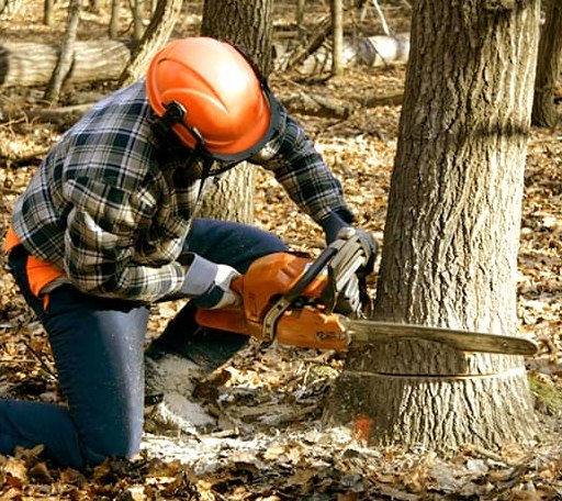 Tree Removal in Colchester, CT